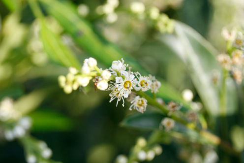 Kirschlorbeer Blüte Prunus laurocerasus Herbergii Aufrechte Lorbeerkirsche