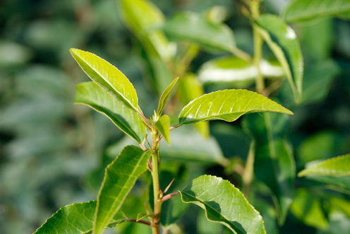 Lorbeerkirsche Prunus angustifolia Lusitanica Portugiesische Lorbeerkirsche Kirschlorbeer